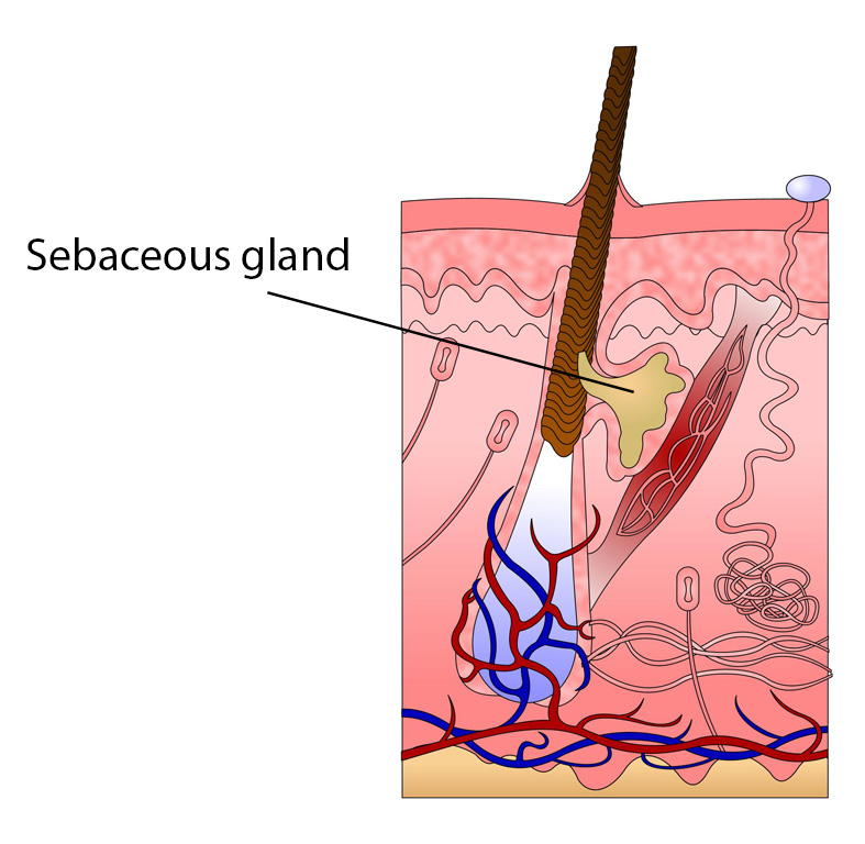 sebacious gland